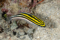 Scolopsis bilineata (Bridled Monocle Bream)