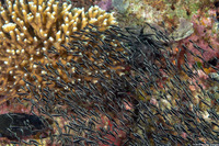 Plotosus lineatus (Striped Catfish)