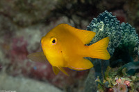 Pomacentrus moluccensis (Lemon Damsel)