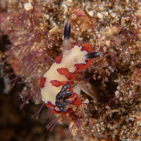 Goniobranchus fidelis (Creamy Chromodoris)