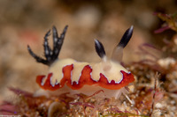 Goniobranchus fidelis (Creamy Chromodoris)