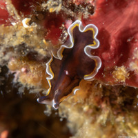 Pseudobiceros uniarborensis (One Tree Island Flatworm)