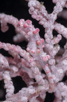 Hippocampus bargibanti (Pygmy Seahorse)