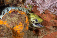 Gymnothorax fimbriatus (Fimbriated Moray)