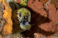 Gymnothorax fimbriatus (Fimbriated Moray)