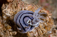 Chromodoris willani (Willan's Chromodoris)