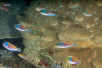 Cirrhilabrus ryukyuensis (Yellowflanked Fairy Wrasse)