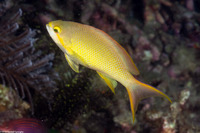 Pseudanthias huchtii (Threadfin Anthias)