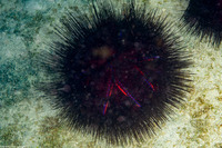 Astropyga radiata (Radiant Sea Urchin)