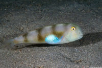 Iniistius aneitensis (Whitepatch Razorfish)