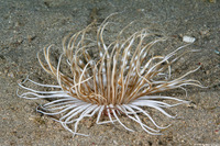 Pachycerianthus maua (Banded Tube Anemone)