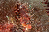 Dendrochirus brachypterus (Shortfin Lionfish)