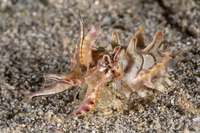 Metasepia pfefferi (Flamboyant Cuttlefish)