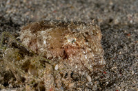 Sepia latimanus (Broadclub Cuttlefish)