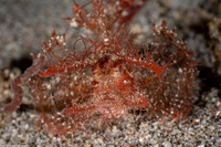 Pteroidichthys amboinensis (Ambon Scorpionfish)