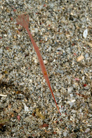 Tozeuma lanceolatum (Ocellated Tozeuma Shrimp)