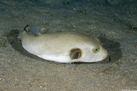 Arothron immaculatus (Immaculate Puffer)