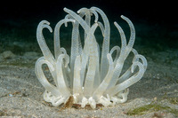 Dofleinia armata (Armed Anemone)