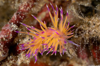 Unidentia angelvaldesi (Unidentia Angelvaldesi)