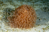 Cavernularia cf. obesa (Cavernularia cf. Obesa)