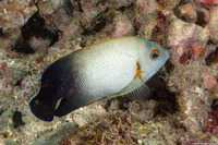 Centropyge vroliki (Pearl-Scaled Angelfish)