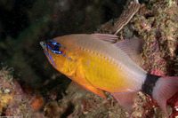 Ostorhinchus aureus (Ringtailed Cardinalfish)