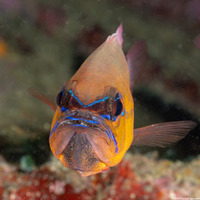 Ostorhinchus aureus (Ringtailed Cardinalfish)