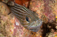 Cheilodipterus macrodon (Tiger Cardinalfish)