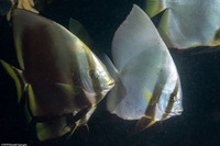 Platax batavianus (Batavia Spadefish)