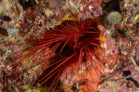 Ctenoides ales (Electric Fileclam)