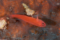 Trimma benjamini (Ringeye Pygmygoby)