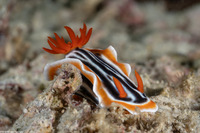 Chromodoris magnifica (Magnificent Chromodoris)