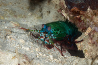 Odontodactylus scyllarus (Peacock Mantis Shrimp)