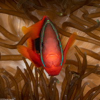 Amphiprion frenatus (Tomato Anemonefish)