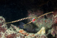 Dunckerocampus dactyliophorus (Ringed Pipefish)