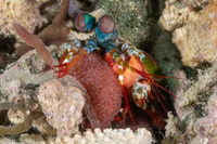 Odontodactylus scyllarus (Peacock Mantis Shrimp)
