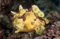 Antennarius maculatus (Warty Frogfish)
