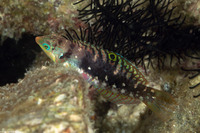Halichoeres nebulosus (Nebulous Wrasse)