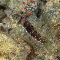 Halichoeres nebulosus (Nebulous Wrasse)