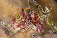 Spirobranchus sp.1 (Christmas Tree Worm)
