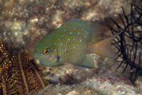 Plectroglyphidodon lacrymatus (Jewel Damsel)