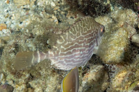 Siganus spinus (Scribbled Rabbitfish)