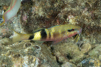 Parupeneus multifasciatus (Manybar Goatfish)