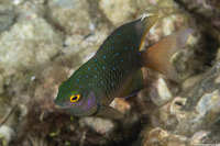 Plectroglyphidodon lacrymatus (Jewel Damsel)