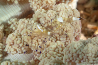 Ancylocaris brevicarpalis (Peacock-Tail Anemone Shrimp)