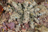 Actinodendron arboreum (Branching Anemone)