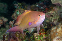 Pseudanthias squamipinnis (Scalefin Anthias)