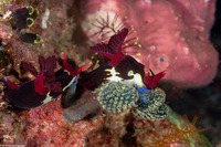 Nembrotha chamberlaini (Chamberlain's Nembrotha)