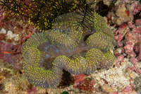 Lobophyllia hemprichii (Lobed Brain Coral)