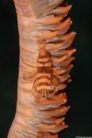 Pontonides ankeri (Barred Wire Coral Shrimp)